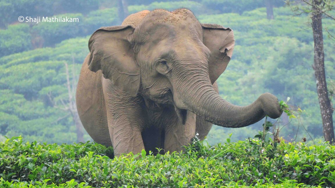 കാടിനോടുമാത്രമാണ് അടങ്ങാത്ത പ്രണയം 34