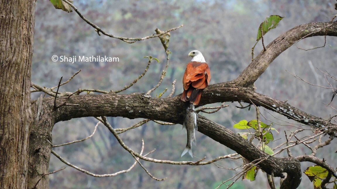 കാടിനോടുമാത്രമാണ് അടങ്ങാത്ത പ്രണയം 35