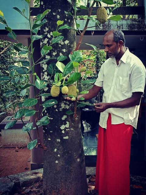 പ്‌ളാവ് ജയൻ: പ്രവാസത്തില്‍ നിന്നും പ്‌ളാവിലൊട്ടിയ ജീവിതം 28