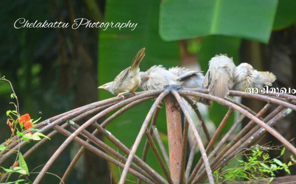 ളോഹക്കുള്ളിലെ ചിത്രകാരൻ: ഫാ.സുജിത് ജോണ്‍ ചേലക്കാട്ട് വരച്ചിട്ട ജീവിത ചിത്രങ്ങള്‍ 4